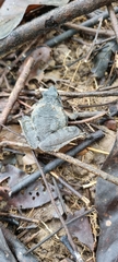 Microhyla berdmorei