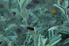 Lygaeus reclivatus