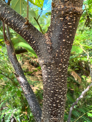 Commersonia bartramia