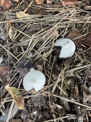 Leucocoprinus cretaceus