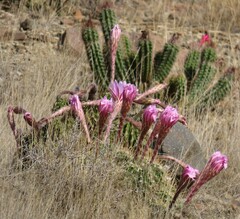 Trichocereus