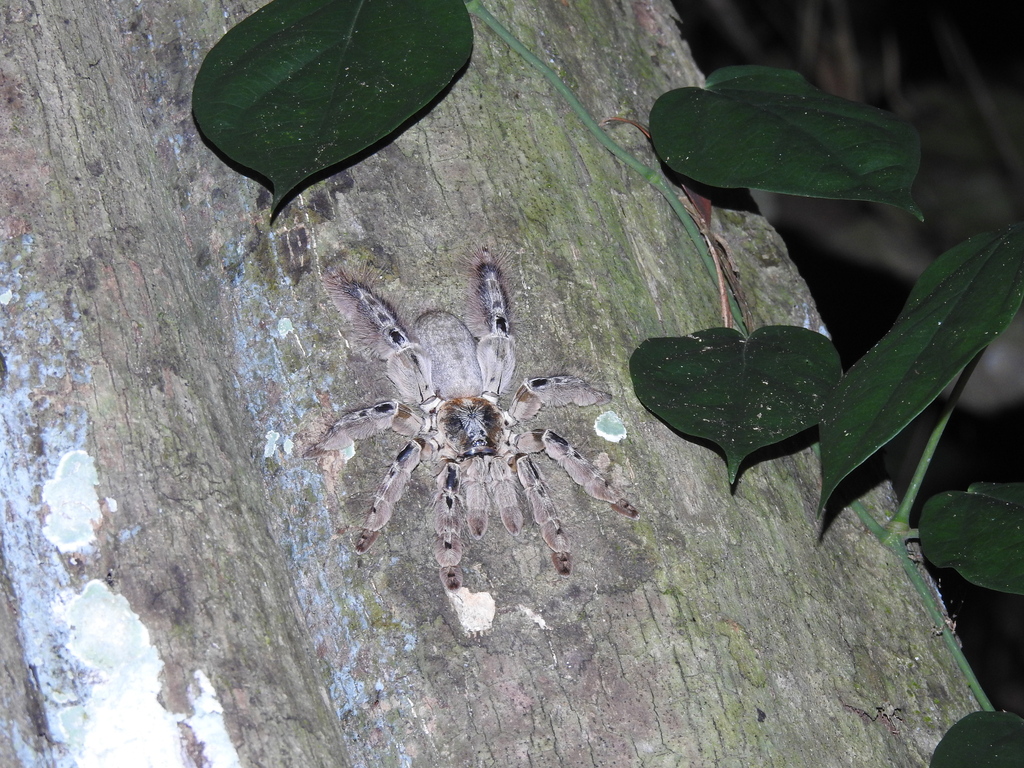 Cameron Brown Baboon Spider
