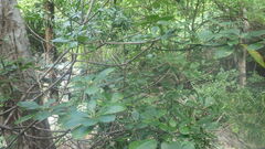 Euphorbia physoclada