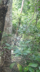 Euphorbia physoclada
