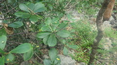 Euphorbia physoclada