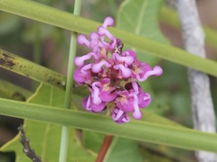Grevillea quercifolia