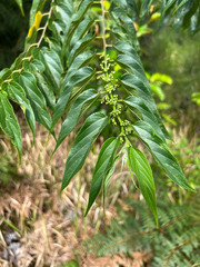 Trema cannabina