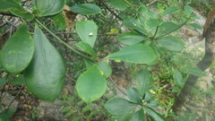 Euphorbia physoclada