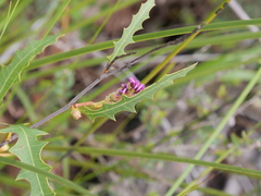 Grevillea quercifolia