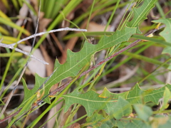 Grevillea quercifolia