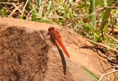 Crocothemis sanguinolenta