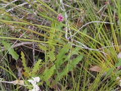 Grevillea quercifolia