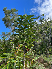 Geissois pruinosa