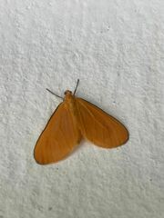 Eubaphe