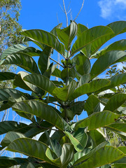 Geissois pruinosa