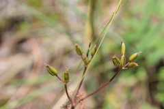 Ottoa oenanthoides