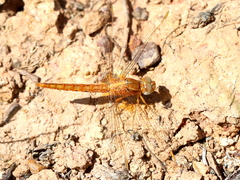 Crocothemis sanguinolenta