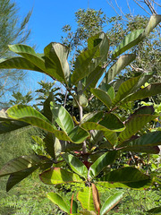 Geissois pruinosa