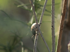 Leptinotarsa lineolata