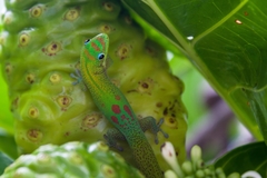 Phelsuma laticauda