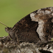 Rock Grayling - Photo (c) Prokopenko Yuliia, some rights reserved (CC BY-NC), uploaded by Prokopenko Yuliia