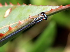 Pseudagrion kersteni