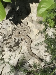 Vipera ammodytes