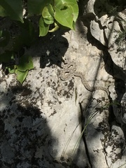 Vipera ammodytes