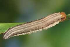 Tenthredopsis