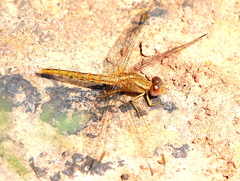 Crocothemis sanguinolenta