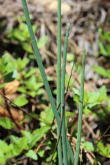 Ottoa oenanthoides