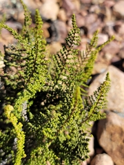 Cheilanthes eckloniana