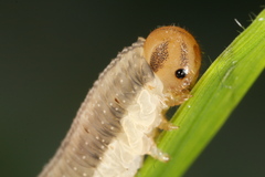 Tenthredopsis
