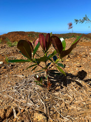 Metrosideros laurifolia