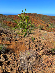 Dodonaea viscosa viscosa