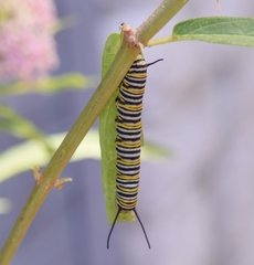 Danaus plexippus