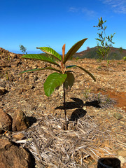 Alphitonia neocaledonica