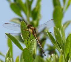 Orthetrum hintzi