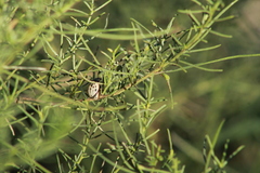 Leptinotarsa lineolata