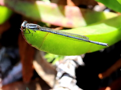 Pseudagrion kersteni