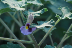 Proboscidea parviflora