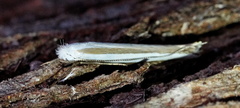 Roeslerstammiidae