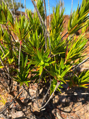 Dracophyllum