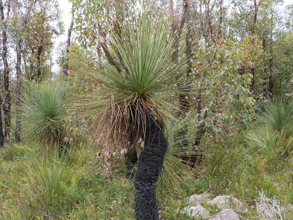 Xanthorrhoea platyphylla F.Muell. 2