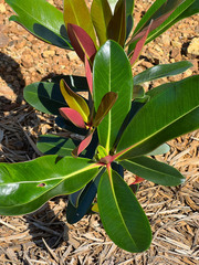 Metrosideros laurifolia