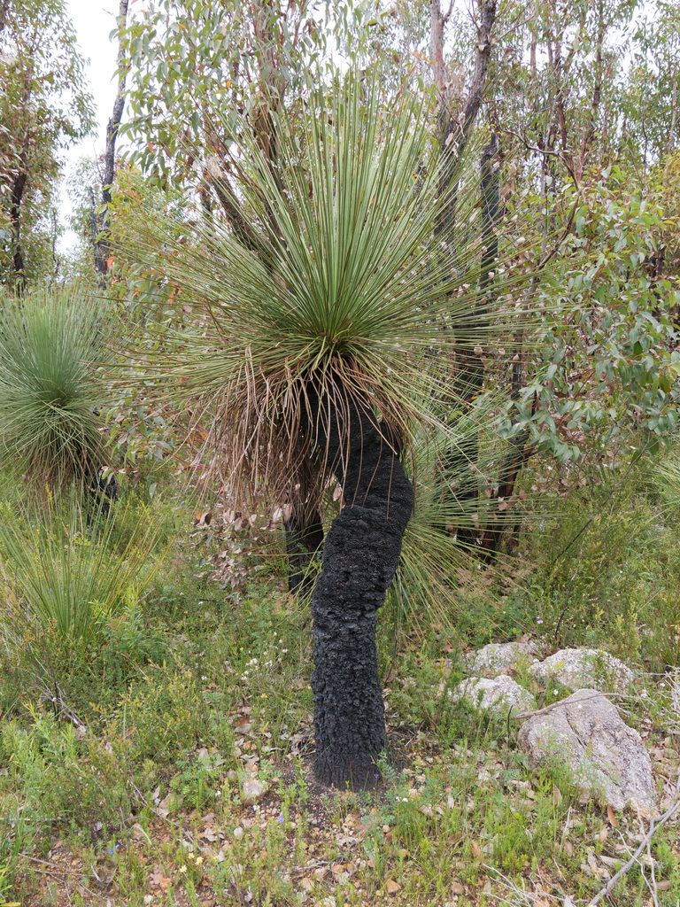 Xanthorrhoea platyphylla F.Muell.
