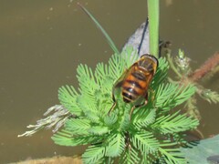 Eristalini
