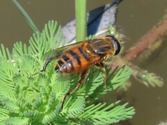 Eristalini