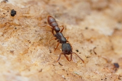 Stigmatomma pallipes