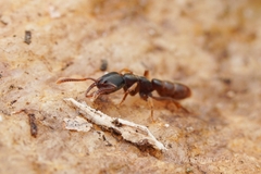Stigmatomma pallipes